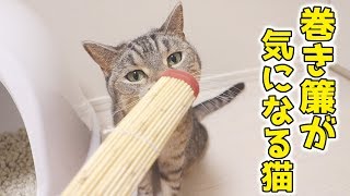 猫1匹に1巻き簾。初めて見たので興味津々な猫ズ【猫 かわいい】