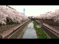 石神井川沿い南田中団地の桜並木2012年4月10日　hd