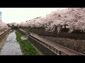 石神井川沿い南田中団地の桜並木2012年4月10日　hd