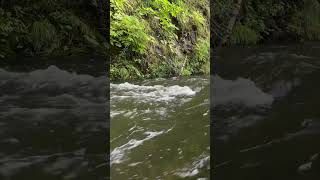 【15秒の北海道旅行　渓谷の急流のせせらぎ】　癒し　水の音　カヤック　絶景　自然音　環境音　shorts water stream natural sound  bird chirping