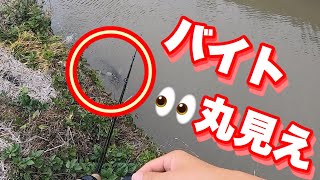 【ナマズ釣り】【デイナマ】巨大ナマズのバイトが丸見え！