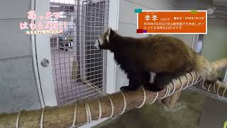 あっぷではむらZOO!!（レッサーパンダの李李）