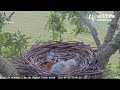 dorset hobby falcons chick chows down multiple legs 🍗 brooding becomes a challenge 😅 2024 jul 22