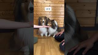 かわいすぎるpawchallenge🤭うまくできるかな？#pawchallenge#sheltie