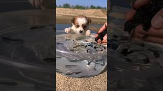 Cute dog wondering #catvideos #funnycats #funnyvideo #catvideos #funnyanimals