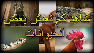 أعمار بعض الحيوانات الأليفة ( الجزء الأول )