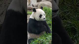 圓圓好像在看觀眾！圓圓：看我可不可愛～ #cute #panda #貓熊 #animals #可愛 #動物 #zoo #yuanyuan