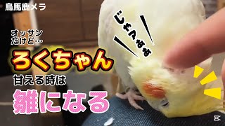 このオカメインコ朝はキレる！オッサンだけど、ろくちゃん甘える時は雛になる！？　#オカメインコ #cockatiel #バードアスレチック #インコ芸 #癒し #インコおしゃべり