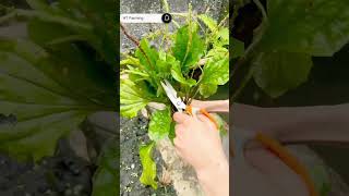 #shorts#viral#HT Farming#bestvideos#farming2024