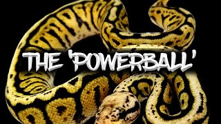 The 'Powerball' Ball Python