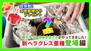 【超感動】新ヘラクレスオオカブトがやってきた！新ヘラクレスオオカブト亜種の幼虫が登場！