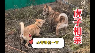 田园犬虎子命犯桃花，美女狗千里投怀，阿黄无能狂怒！