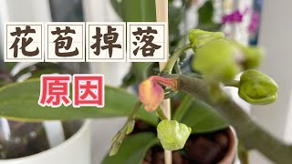 【静姐蝴蝶兰16】花苞掉落的原因及对策，可能引起消苞的三方面原因