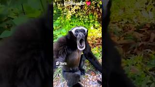 Gibbon monkey sounds 👍#animalssounds #animals 👍 #gibbonmonkey listen to gibbon
