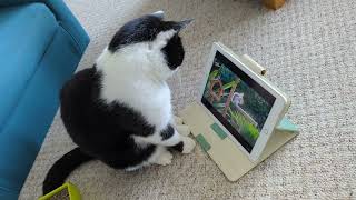 Mick watches Cat TV on a tablet