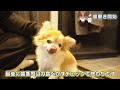 【奇跡】人間が話す言葉の意味を何となくじゃなく完全に理解している犬