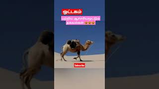 ஒட்டகம் பற்றிய ஆச்சரியமூட்டும் தகவல்கள் 😵😵😵 #shorts #tamilfacts #tamilnadu #news #animalfacts