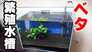 ベタの繁殖用水槽立ち上げ！ 第４弾！【bettafish breeding　season4#2】