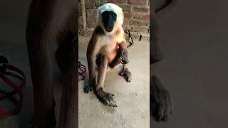 पगली देखावे अगरबत्ती #monkey #trending #bandar #funny #viral #yt #shorts #video #shortvideos#langoor