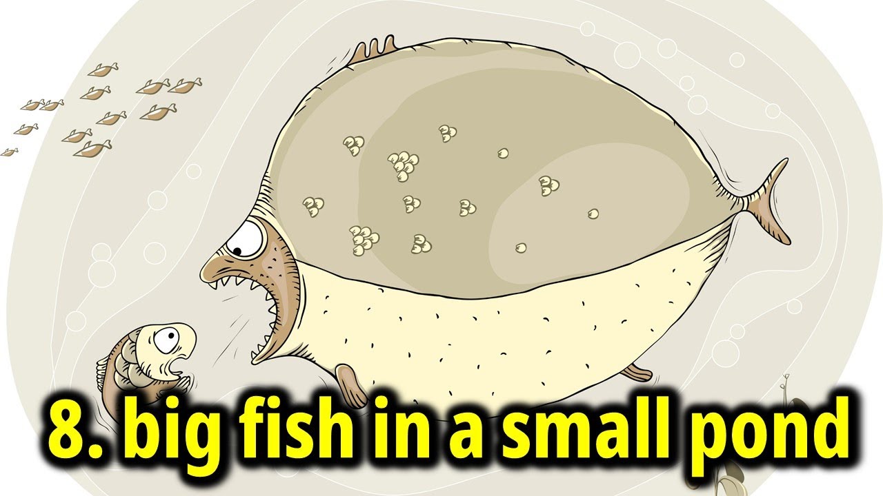 English Idioms 8: Big Fish In A Small Pond - YouTube