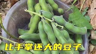 去菜园里面去摘一些豆子，很多人估计都没见过，比手掌还大【大哥爱你们】