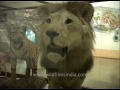 inside the government museum in bengaluru