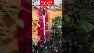 એકરમાં ૧૦૦ મણ પક્કો હો... અંકુર પુષ્કર કપાસ Best cotton seeds variety अंकुर पुष्कर कपास