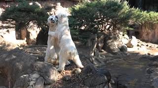 Gogo and Shilka are hanging around with each other (2) at Yokohama Zoo (Zoorasia), on Feb.6  2023