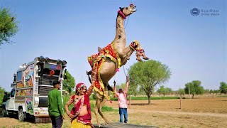 ऊंट का ऐसा डांस आप ने आज तक नही देखा होगा | New Marwadi Dj song 2023 | Rajasthani Video