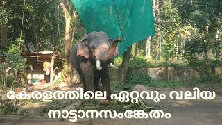 പുന്നത്തൂർ ആനകോട്ടയിലെ വിശേഷങ്ങൾ....         #elephantsanctuary #pooram #thrissur