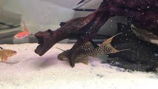 Pseudacanthicus Typhoon LDA105 pleco