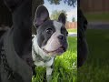 blue french bulldog spots his human driving up bluefrenchie bluefrenchbulldog frenchies frenchie