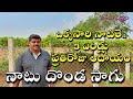 Ivy Gourd Cultivation | దొండ సాగు | నాటు దొండ సాగులో ఎలాంటి జాగ్రత్తలు తీసుకోవాలి ? | Sagu Nestham