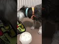 【ニュートロ】ナチュラルチョイス　チキン＆玄米　小型犬用を愛犬に与えてみた