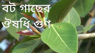 Ayurvedic Health Benefits Of Banyan Tree 🌳 : Bangla Health Tips 💚