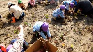 いもほり～若草幼稚園2011-10-12～