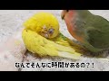 多忙？多頭飼い主とインコたちの協力関係 放鳥ペア is the owner who keeps a lot of parakeets busy