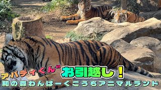 順番待ちだニャ～【‎2025年‎2月27日】【上野動物園】スマトラトラ