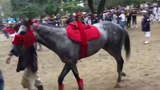 平成28年　高浜『おまんと祭り』『優秀馬』2016.10.1　高浜市無形民族文化財　指定