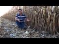 Crown Rot in Ohio Corn Fields - Beck's London, OH PFR