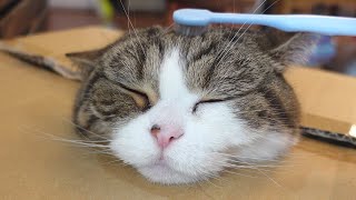 たぶん箱の中で充電しているねこ。-Maybe Maru is charging in the box.-