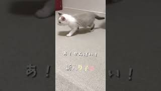 子猫と先住猫の微妙な距離感　A subtle sense of distance between a kitten and a resident cat