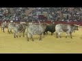 zaragoza 11 10 2016 desencajonada toros 12 10 2016