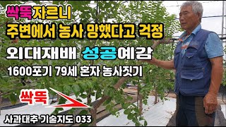 G033 주변에서 사과대추 농사 망했다고 했다는데 -  4,5년생 주지를 35cm 정도로  싹뚝 자르고 나니 놀라운 반전(성공 예감) - 외대재배 기술지도 현장