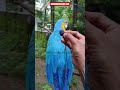 മലയാളം സംസാരിക്കുന്ന macaw തത്ത 😱😱 ഇപ്പോൾ സ്റ്റാറാണ് ഇവൻ