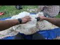 shearing alpacas kind gentle and low stress