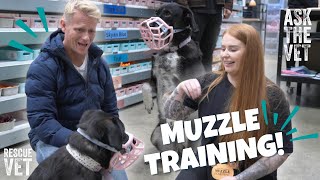 How to muzzle train your dog? Feat. The Muzzle Movement | Ask the Vet with Dr Scott Miller