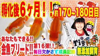 【らんちゅう飼育】永久保存版・第16弾‼️当歳飼育も第四コーナーに差し掛かり、いよいよラストスパート‼️