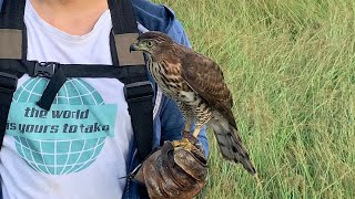 Training Crested Goshawk for falconry ( Melatih elang alap Jambul/Cg dari brancher hingga hunting )