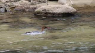 Scaly-sided Merganser 中華秋沙鴨 (唐秋沙) 4